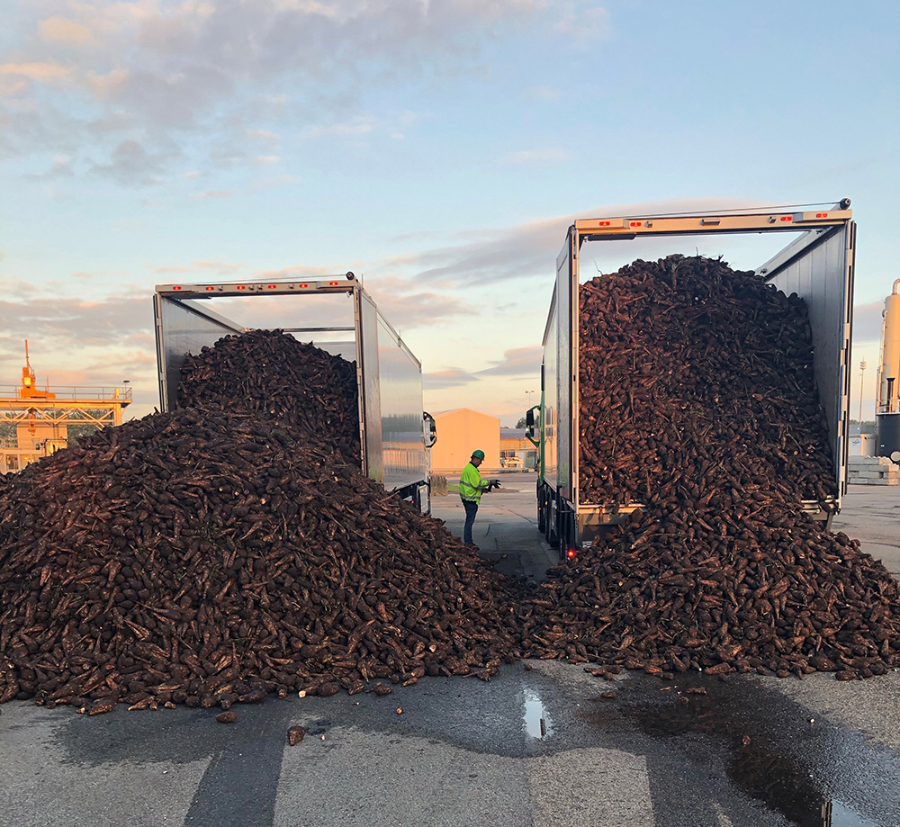 This weekend the first chicory roots arrived at the factory in Roosendaal